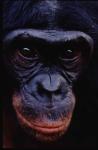SINGE3