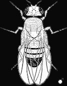 MOUCHE
