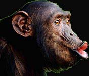 SINGE1